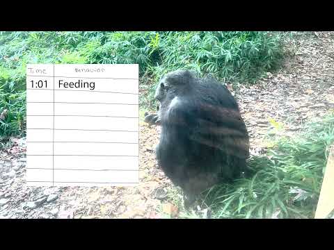 focal-sampling-method-animal-behaviour Mp4 3GP Video & Mp3 Download unlimited Videos Download focal-sampling-method-animal-behaviour Mp4 3GP Video & Mp3 Download unlimited Videos Download