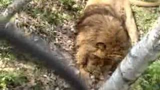preview picture of video 'lion eating cicken harbin northeast zoo'