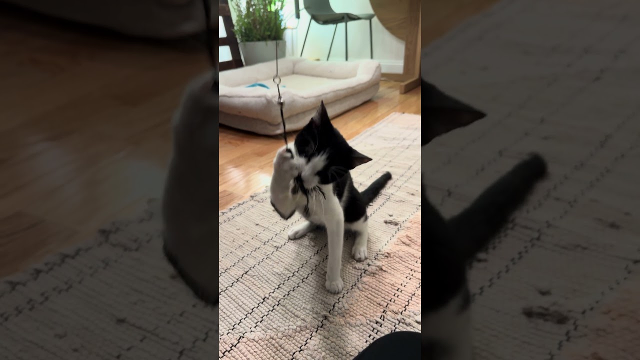 Clifton, a Adoptable Domestic Short Hair in Brooklyn, NY video 5/5