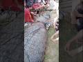Tertangkapnya Buaya Pemangsa Manusia