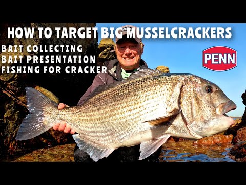 EPIC BATTLE WITH A MUSSELCRACKER!