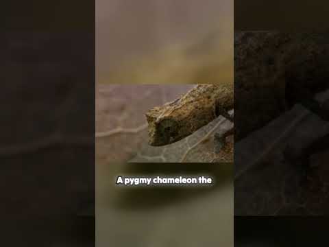 World's smallest chameleon II Part - 1 II pygmy chameleon - Madagascar  #wildwonders