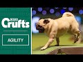 Cookie the Pug doing Agility will melt your heart!