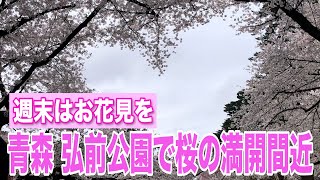 青森・弘前公園で桜の満開間近　週末はお花見に問題ない天気