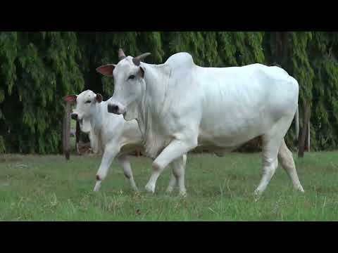 GHALENA FIV VRI VILA REAL