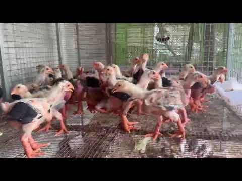 Gà Giống tại Trại Gà Đông Tảo Q12