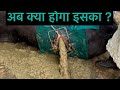 Rumenotomy L Tympani L Bloat L Dr Umar Khan