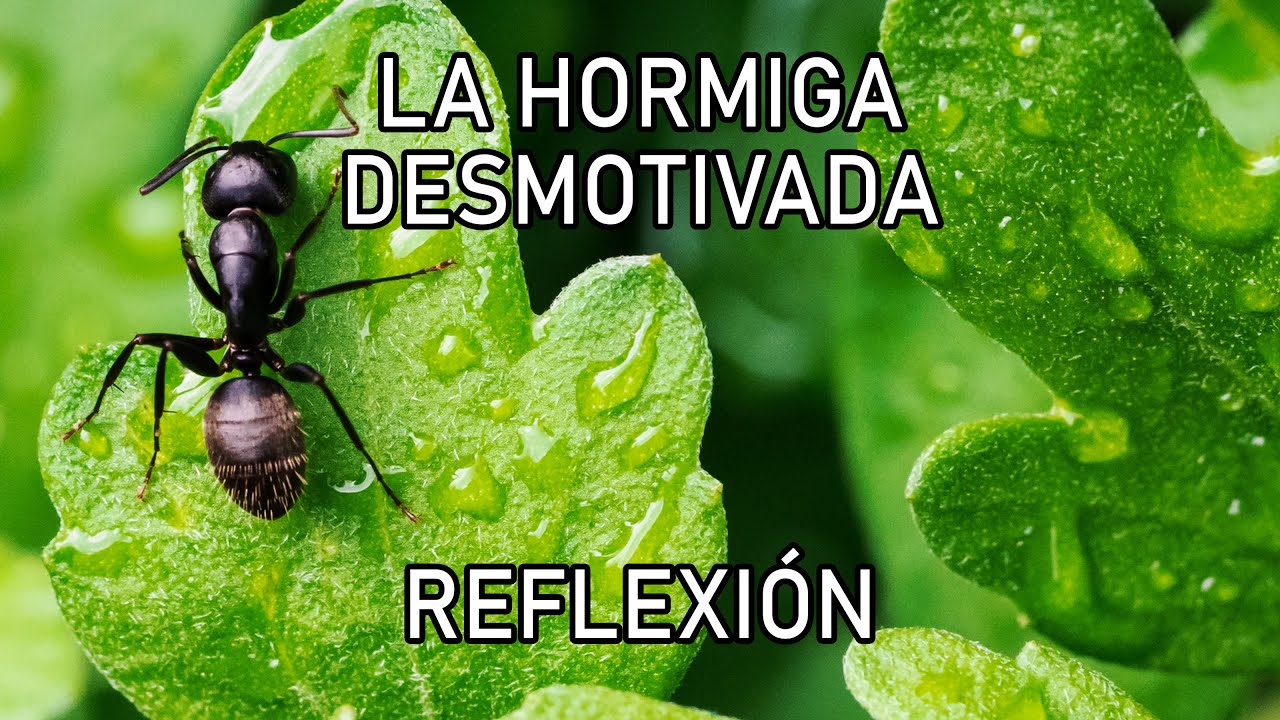 REFLEXION .- LA HORMIGA, Reflexiones diarias, Cortas, del Alma, Mejor Persona, Pensamiento Positivo