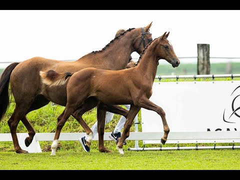 Van Olst Sales Online Romeo