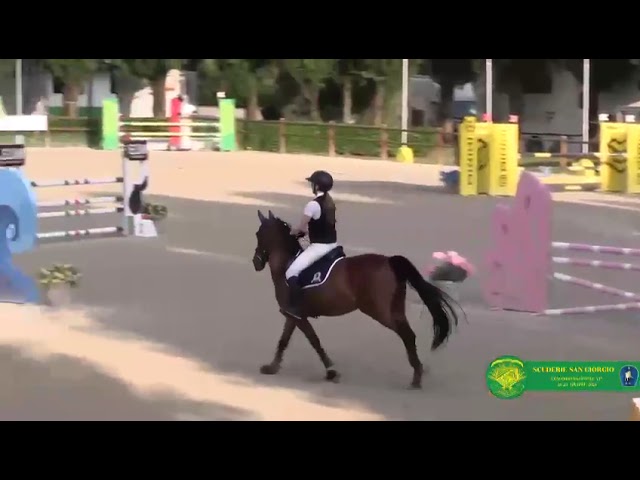 Pony sella francese DISPONIBILE