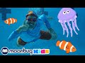 SD Scuba Diving BLIPPI EXPLORES Educational Videos For Toddlers