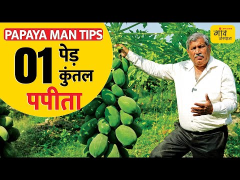 PAPAYA FARMING: 10 x 10 फुट पर पपीता, बीच में कई फसलों से EXTRA INCOME | Gaon Junction LIVE
