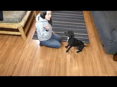 How to Teach a Dog to Shake Paw