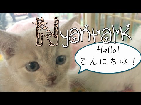 Learn Japanese with Cats ♡ 猫と一緒に英会話 | NyanTalk