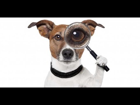 Как найти место для металлокопа