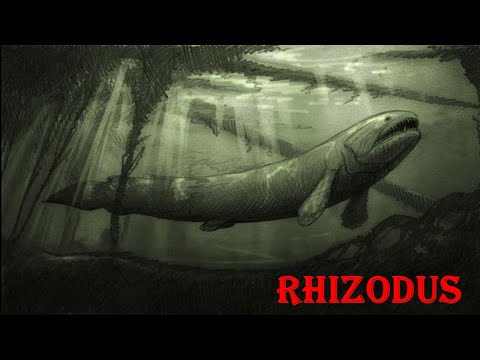 rhizodus