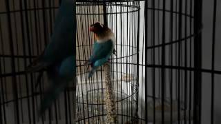 Download lagu Woww,LOVEBIRD ngekek gaya nyengklak mp3