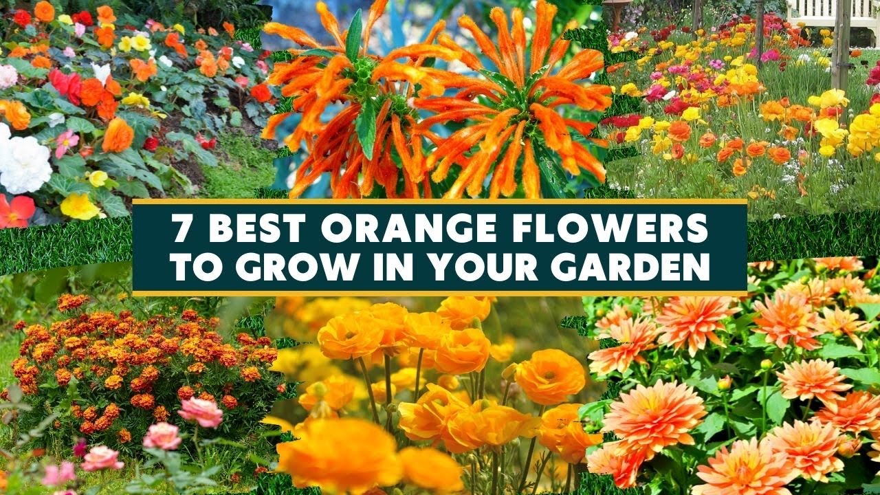 7 Best Orange Flowers to Grow in your Garden 🌻🌿