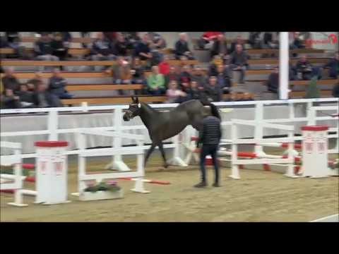 FORLEE: Ludger Beerbaum's jumping stallion by For Pleasure, www.equine-evolution.com