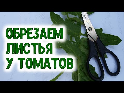 , title : 'Для получения высокого урожая томатов нужно так обрезать листья'