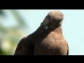 SWALLOW BLACK ANDORINHA NAT KING COLE TRIO IRAKITAN