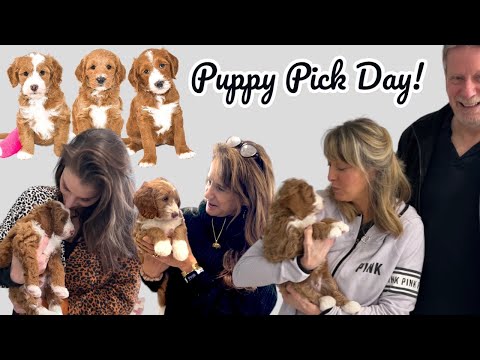 Puppy Pick Happened Today For Eleanors Litter! Who Got Chosen and Who Is Left?!