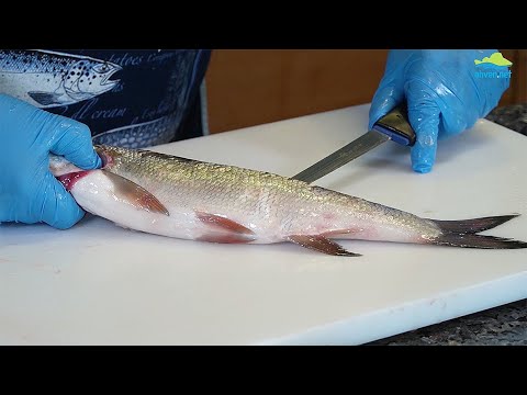 Toutaimen avaaminen selkäpuolelta