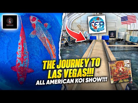 THE JOURNEY TO LAS VEGAS!! ALL AMERICAN KOI SHOW!