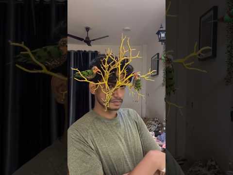 These birds will fly high 🕊️🕊️