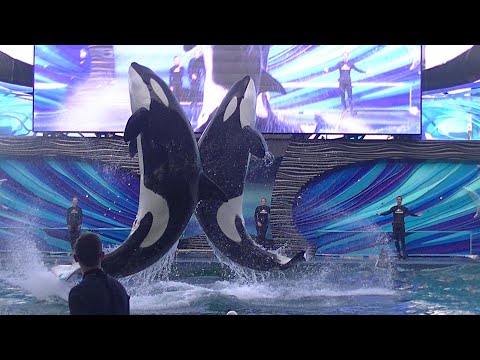 Orca Encounter (Front Row) March 11, 2020 - SeaWorld Orlando