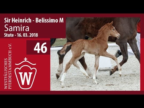 46 Samira SF v. Sir Heinrich - Belissimo M