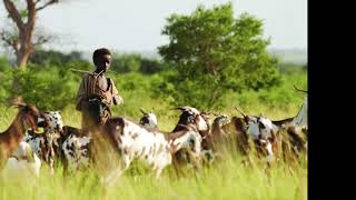 Yoro the Fulani boy