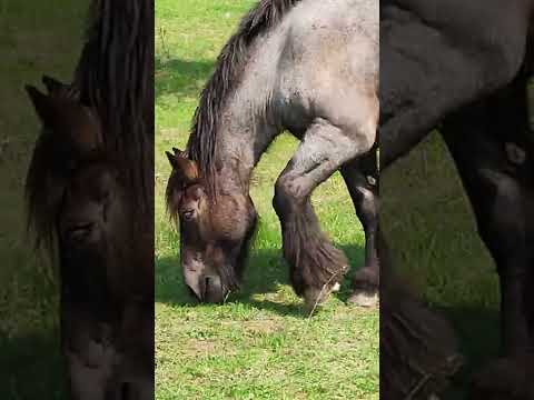 iepe de 7 ani,mânze de 2 ani și mânji de 1 an, detalii 0747696483