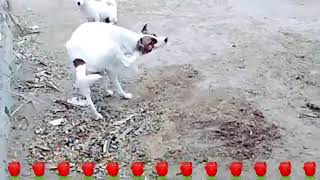 Guy Comes Home From Work With A Stray Dog |The Dodos, OFNKB