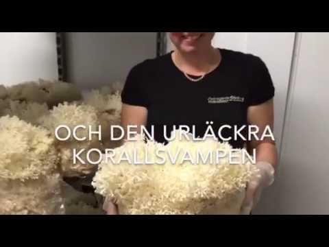 Östragärde Gård svamp