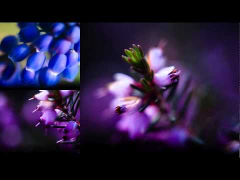 'In Bloom' (Macro Flowers) Gallery by Zohar Lindenbaum