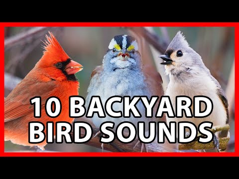 10 Common Backyard Bird Songs of the Eastern US
