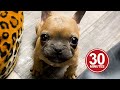 30 Minutes Of The World S CUTEST Puppies