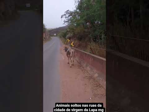 risco,animais soltos nas ruas de virgem da Lapa mg#vdl #minasgerais #fiscalisando