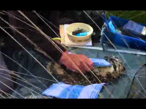 Foulshaw Moss osprey chick ringing 2015