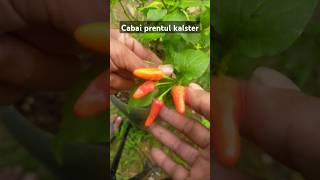 Download lagu Cabe Prentul Klaster adalah jenis cabe yang buahnya bergerombol #cabai #cabaiprentul #berkebun mp3 Download lagu Cabe Prentul Klaster adalah jenis cabe yang buahnya bergerombol #cabai #cabaiprentul #berkebun mp3
