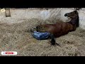 Horse Giving Birth Compilation