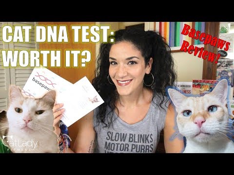 FINALLY giving my Cat a DNA TEST! (Basepaws CatKit Review) - Cat Lady Fitness