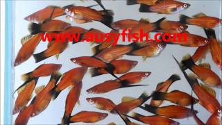 preview picture of video 'Ausyfish red wagtail swordtails.wmv'