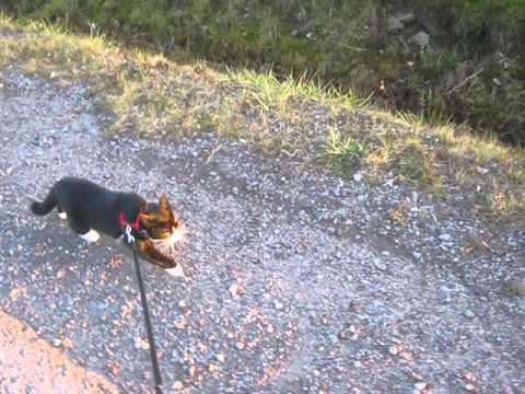 MaryJane the cat/dog going for a walk!!!!