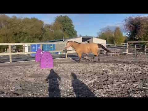 16.2 Irish Sport Horse (ISH) Dun Gelding - Image 2