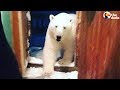 Polar Bears Have Invaded Russian Town | The Dodo