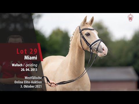 Online Elite-Auktion Lot 29 Miami Wallach v. FS Mr.Right - Pilgrim's Dream