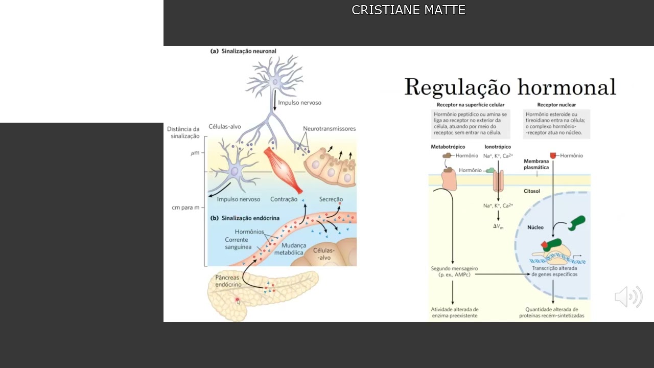 Regulação do Metabolismo de CHO V
