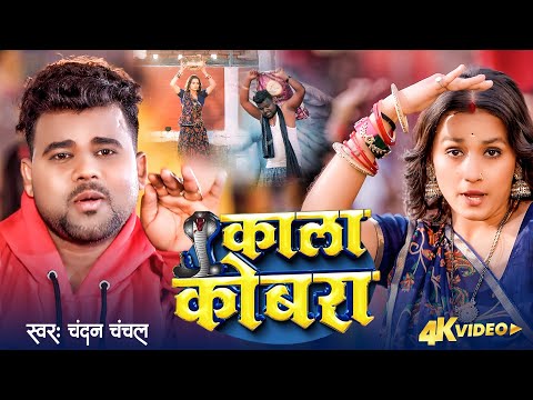 Video | काला कोबरा | 